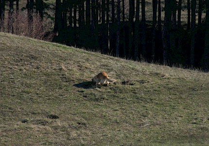 Hund gräbt im Zieselloch © Drozdowski