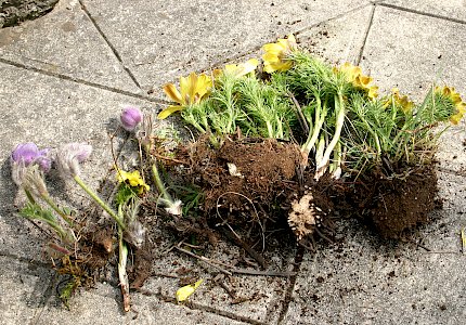 Konfiszierte Pflanzen © Drozdowski