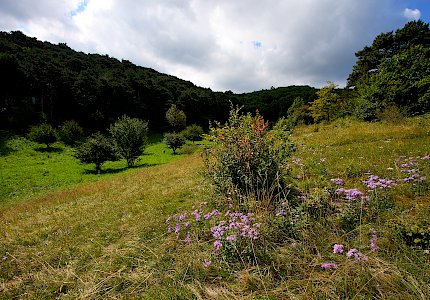 Saugraben 2010 © Mrkvicka