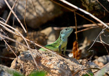Männliche Smaragdeidechse © Drozdowski