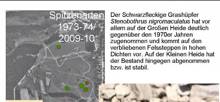 Schwarzfleckiger Grashüpfer - Schwarzfleckiger Grashüpfer