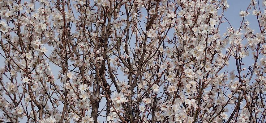 … und sorgten mit ihren wunderschönen Blüten für erste Frühlingsstimmung. ©FdPH/I. Drozdowski