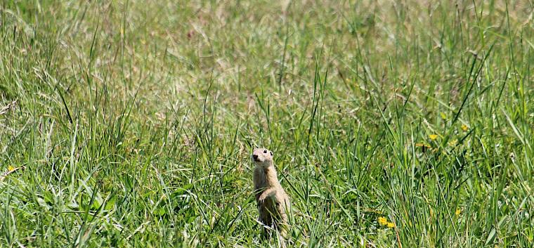 Das Europäische Ziesel (Spermophilus citellus) zählt zu den geschützten Arten der Fauna-Flora-Habitat-Richtlinie (FFH-Richtlinie) und gilt in Österreich als stark gefährdet. © FdPH/F. Hohn