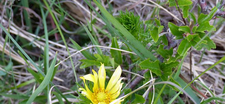Der Frühlings-Adonis (Adonis vernalis) blüht üblicherweise bereits im Frühling, vereinzelt konnten im Mai noch letzte Blüten entdeckt werden. © FdPH/N. Habellöcker