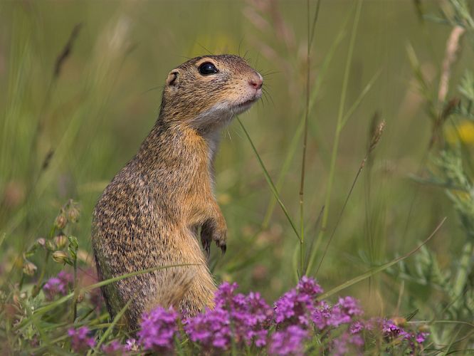 Europäisches Ziesel © Hartmut Schäfer
