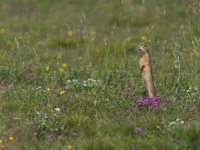 Um ihre Umgebung zu überblicken machen Ziesel "Männchen" © Hartmut Schäfer