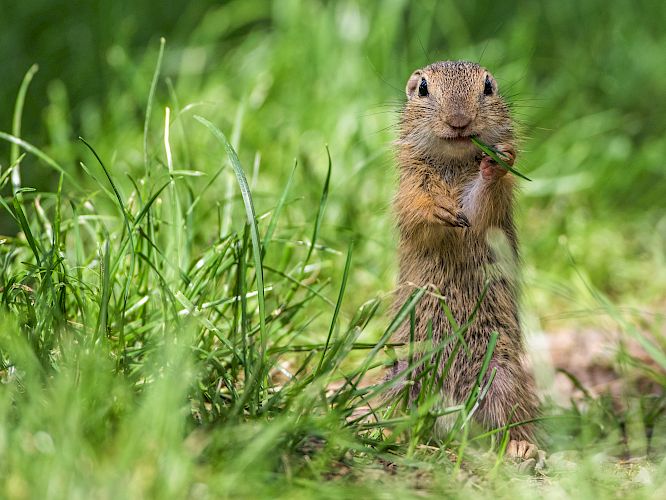 Ziesel ernähren sich von Gräser- und Kräutersamen, anderen Pflanzenteilen und ab und zu auch von Insekten © Rolf Müller, rm-naturfotos.de