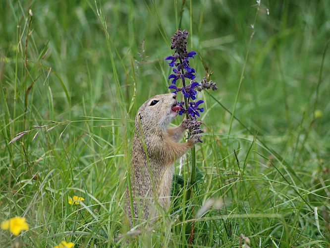 Ziesel schlecken auch süßen Nektar aus Blüten © Wolfgang Stürzbecher