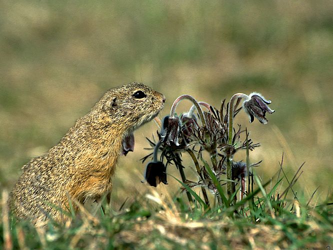 Je nach Frühlingsbeginn sind die Ziesel ab März, April unterwegs. (hier mit der Schwarzen Kuhschelle) © Eva Riesenhuber