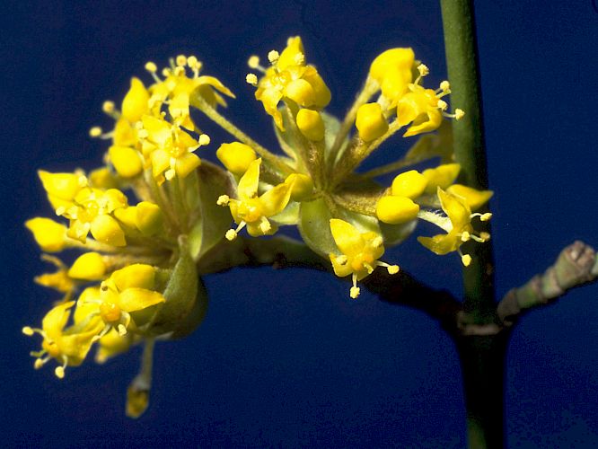 Blüte des Dirndlstrauchs