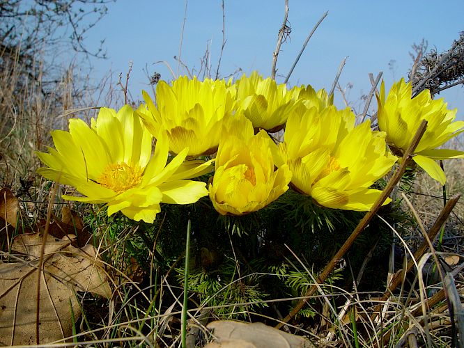 Frühlings-Adonis oder auch Adonisröschen